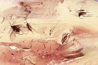 Three Fossil Fungus Gnats a Moth Fly in Baltic Amber #325461
