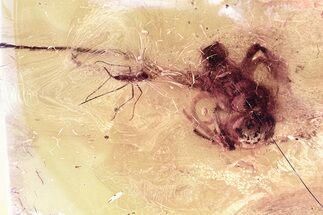 Huge Partial Ant Fossil and Dark-Winged Fungus Gnat In Baltic Amber #325469