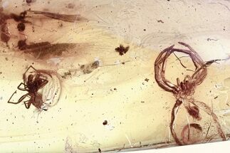 Detailed Fossil Spider and Exuvia In Baltic Amber #325485