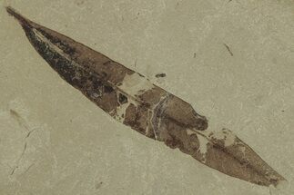Fossil Willow (Salix) Leaf - Green River Formation, Utah #325579