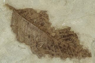 Fossil Leaf (Bursera) - Insect Predation! #325593