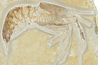 Phenomenal Fossil Shrimp (Aeger) - Solnhofen Limestone #325630