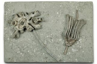 Fossil Crinoid (Macrocrinus) with Coral - Indiana #325644