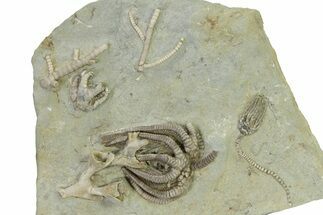 Fossil Crinoid Plate (Three Species) with Coral - Indiana #325646