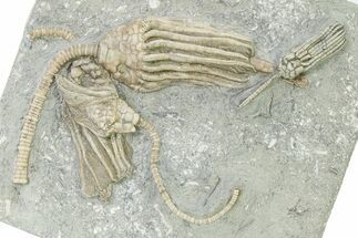 Fossil Crinoid Plate (Two Species) - Crawfordsville, Indiana #325653