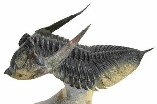 Flying Zlichovaspis Trilobite - Atchana, Morocco #325664
