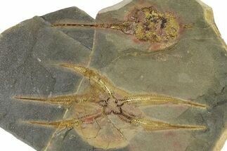 Huge Fossil Brittle Star (Ophiura) With Carpoid - Morocco #325665