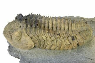 Large, Prone, Spiny Drotops Armatus Trilobite - Top Quality #325667