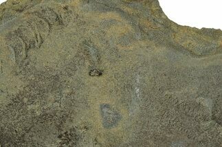 Cruziana (Fossil Trilobite Trackway) Plate - Indiana #325685