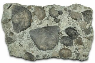 Fossil Brachiopods, Gastropod, Worm Tubes, and Bryozoa Plate #325699