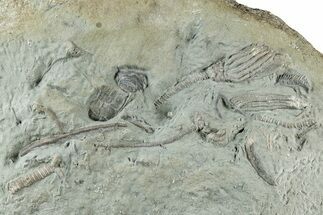 Fossil Crinoid Plate (Three Species) - Crawfordsville, Indiana #325763