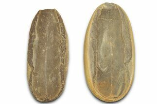 Macroneuropteris Fern Fossil Pos/Neg - Mazon Creek #325824