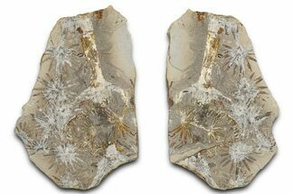 Fossil Horsetail (Annularia) Nodule Pos/Neg - Mazon Creek #325906