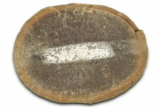 Pennsylvanian Worm Fossil - Mazon Creek #325924