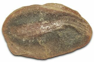 Pennsylvanian Worm Fossil - Mazon Creek #325929