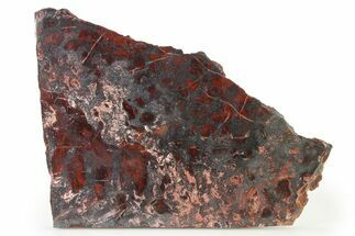 Polished Stromatolite (Collenia) Slab - Minnesota #326052