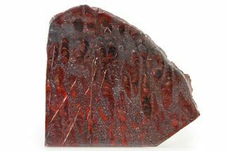 Polished Stromatolite (Collenia) Slab - Minnesota #326059
