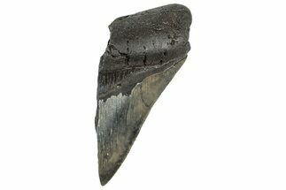 Partial, Fossil Megalodon Tooth - Serrated Blade #320674