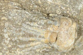 Fossil Crinoid (Phanocrinus) - Alabama #326062