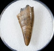 Dinosaur Fossils For Sale - FossilEra.com