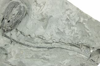Fossil Crinoid (Abrotocrinus) - Indiana #326081