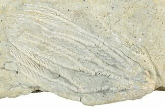 Fossil Crinoid (Aphelecrinus) - Alabama #326083