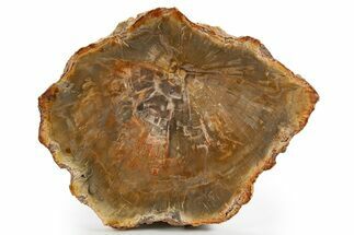 Beautiful, Petrified Wood (Araucaria) Slab - Madagascar #325568