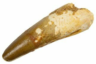 Fossil Spinosaurus Tooth - Feeding Worn Tip #326232