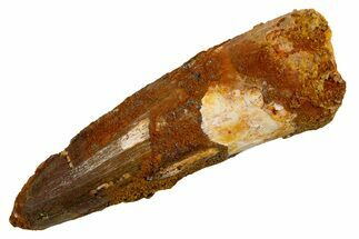 Fossil Spinosaurus Tooth - Real Dinosaur Tooth #326249