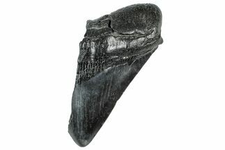 Partial Fossil Megalodon Tooth - South Carolina #320683