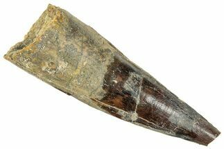 Bargain, Fossil Spinosaurus Tooth - Real Dinosaur Tooth #326265