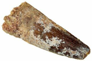 Fossil Spinosaurus Tooth - Real Dinosaur Tooth #326268