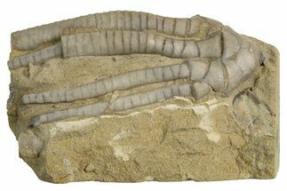 Fossil Crinoid (Scytalocrinus) - Indiana #326073
