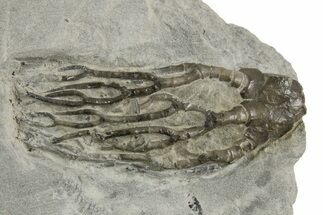 Fossil Crinoid (Cyathocrinites) - Indiana #326074
