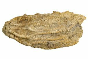 米国の三葉虫の最高峰、 アークティヌルス・ボルトニ
