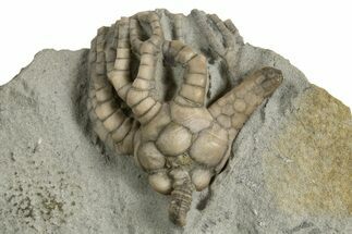 Fossil Crinoid (Cyathocrinites) - Indiana #326080