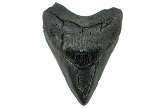 Serrated, Fossil Megalodon Tooth - South Carolina #325742