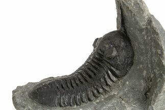 Morocconites Trilobite Fossil - Ofaten, Morocco #325978
