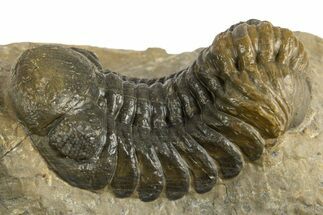 Detailed Austerops Trilobite - Ofaten, Morocco #325987