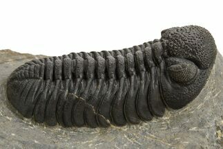 Detailed Morocops Trilobite - Ofaten, Morocco #325884