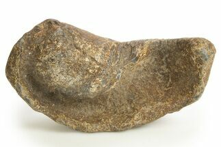 Large, Fossil Whale Ear Bone - South Carolina #325710