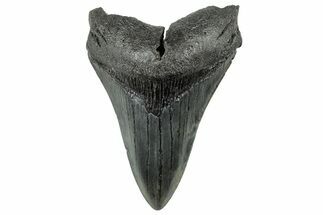 Serrated, Fossil Megalodon Tooth - South Carolina #321256
