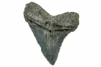 Serrated Angustidens Tooth - Megalodon Ancestor #326314