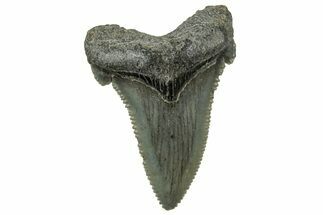 Serrated Angustidens Tooth - Megalodon Ancestor #326317
