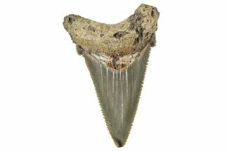 Serrated Angustidens Tooth - Megalodon Ancestor #326320
