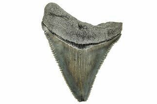 Serrated Chubutensis Tooth - Megalodon Ancestor #326340