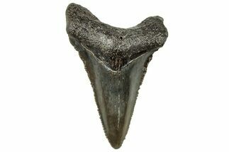Serrated Chubutensis Tooth - Megalodon Ancestor #326351