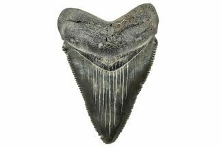 Serrated Chubutensis Tooth - Megalodon Ancestor #326367