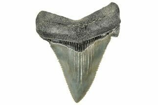 Serrated Angustidens Tooth - Megalodon Ancestor #326368