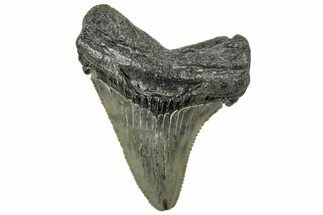 Serrated Angustidens Tooth - Megalodon Ancestor #326369